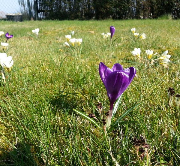 Bild von Krokussen, im Vordergrund lilafarbene Blume