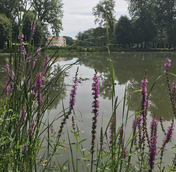 Bild von Blumen vor einem See mit Blick auf ein Haus