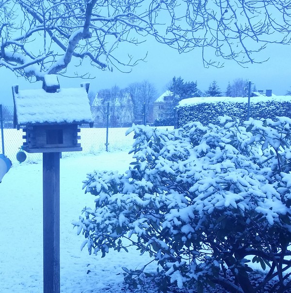 Bild von Vogelhaus und Strauch im Schnee