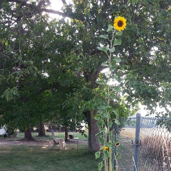 Bild von einer Sonnenblume vor einem Baum