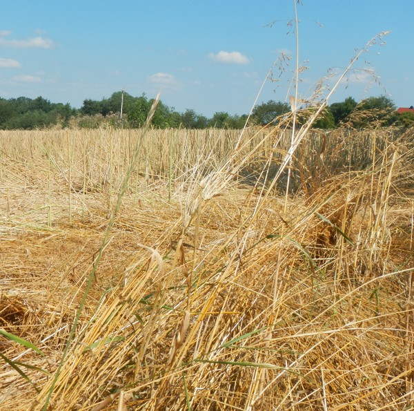 Abbildung von gelben Strohhalmen auf einem Feld, im Hintergrund Bäume