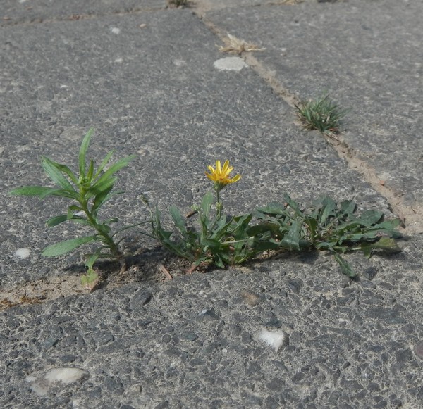 Abbildung einer kleinen Pflanze mit gelber Blüte in der Fuge zwischen Steinfliesen