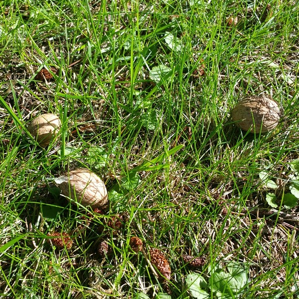 Abbildung dreier Walnüsse, die im sonnenbeschienenen Gras liegen