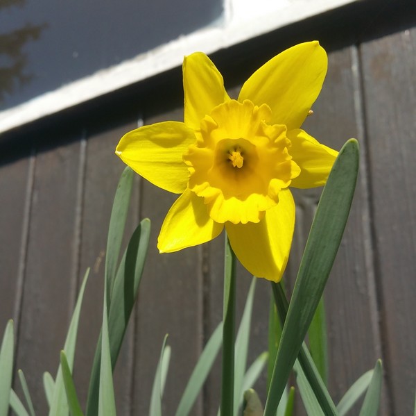 Abbildung einer Narzissenblüte umgeben von grünen Blättern