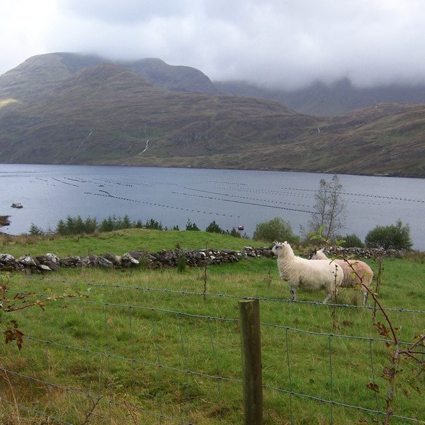 Abbildung einer Fjordlandschaft in Irland, zwei Schafe im Vordergrund